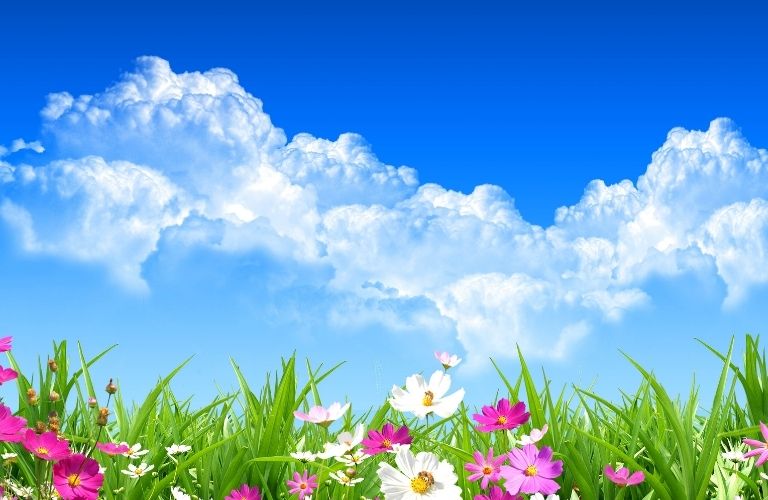 Flowers and grass with a backdrop of blue sky